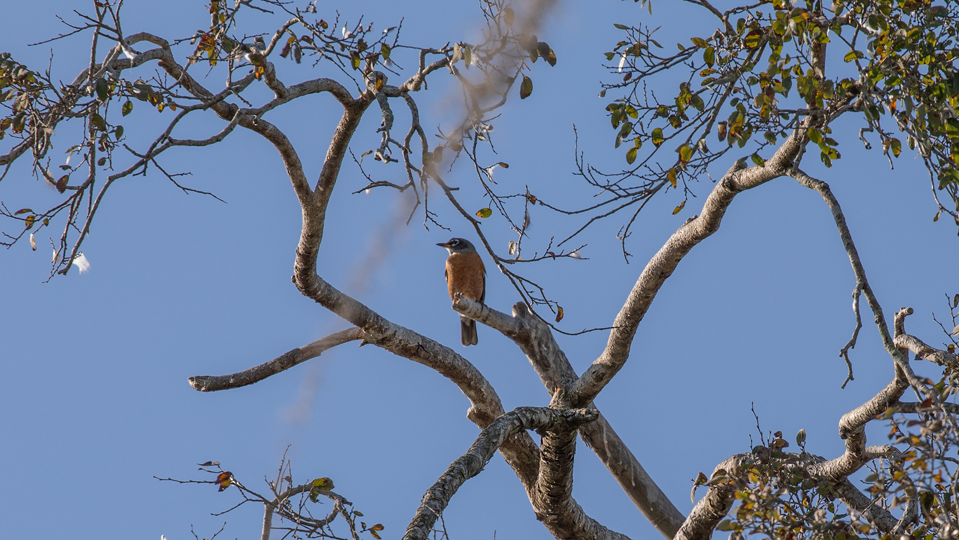 American Robin