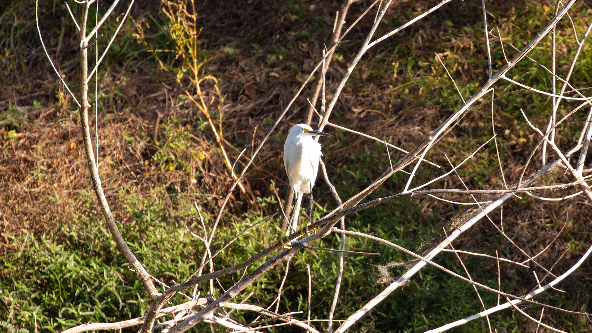Snowy Egret