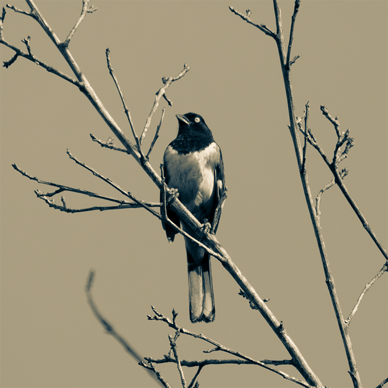 towhee