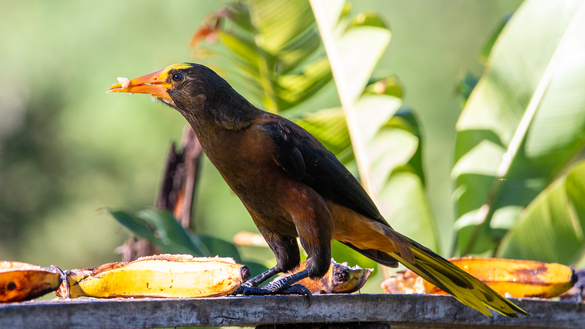 Russet-backed Oropendola