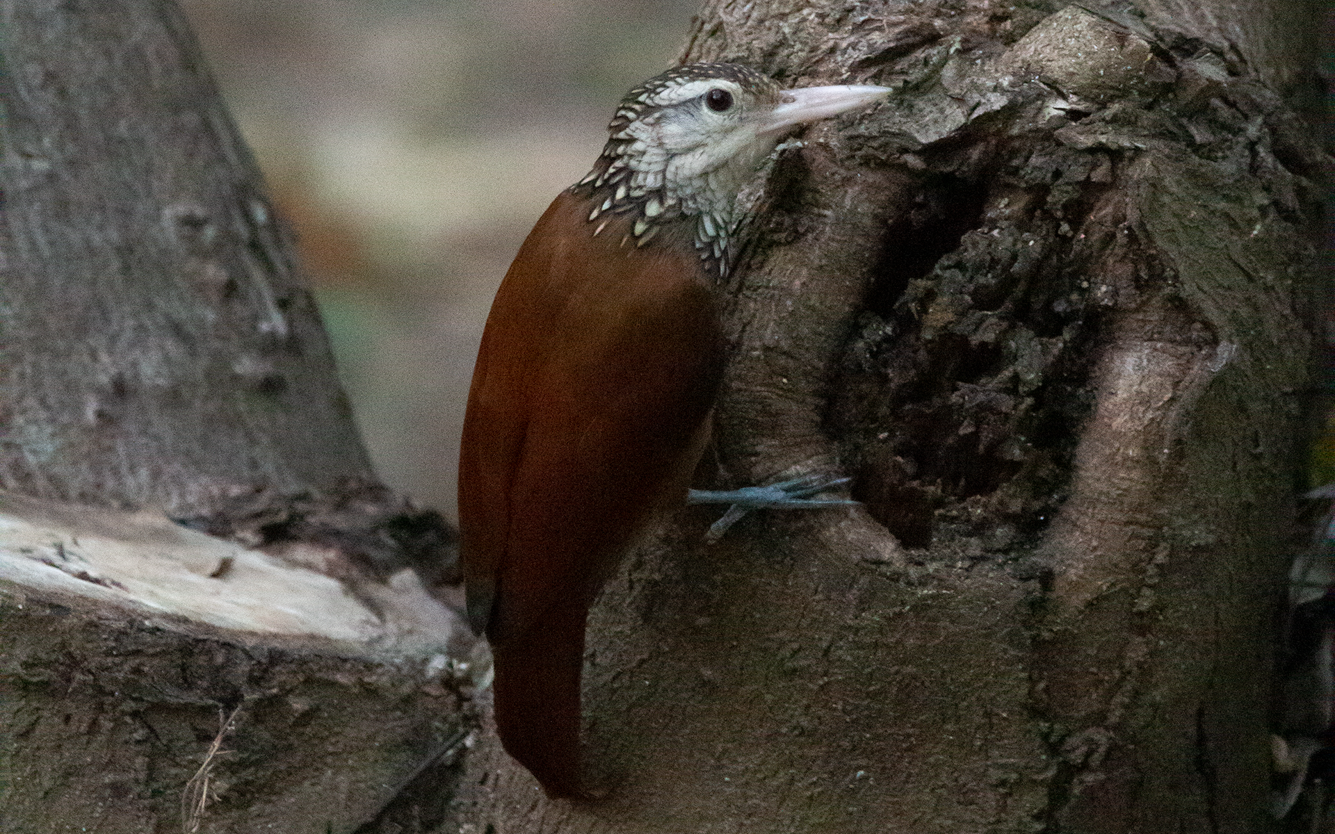 Straight-billed Woodcreeper