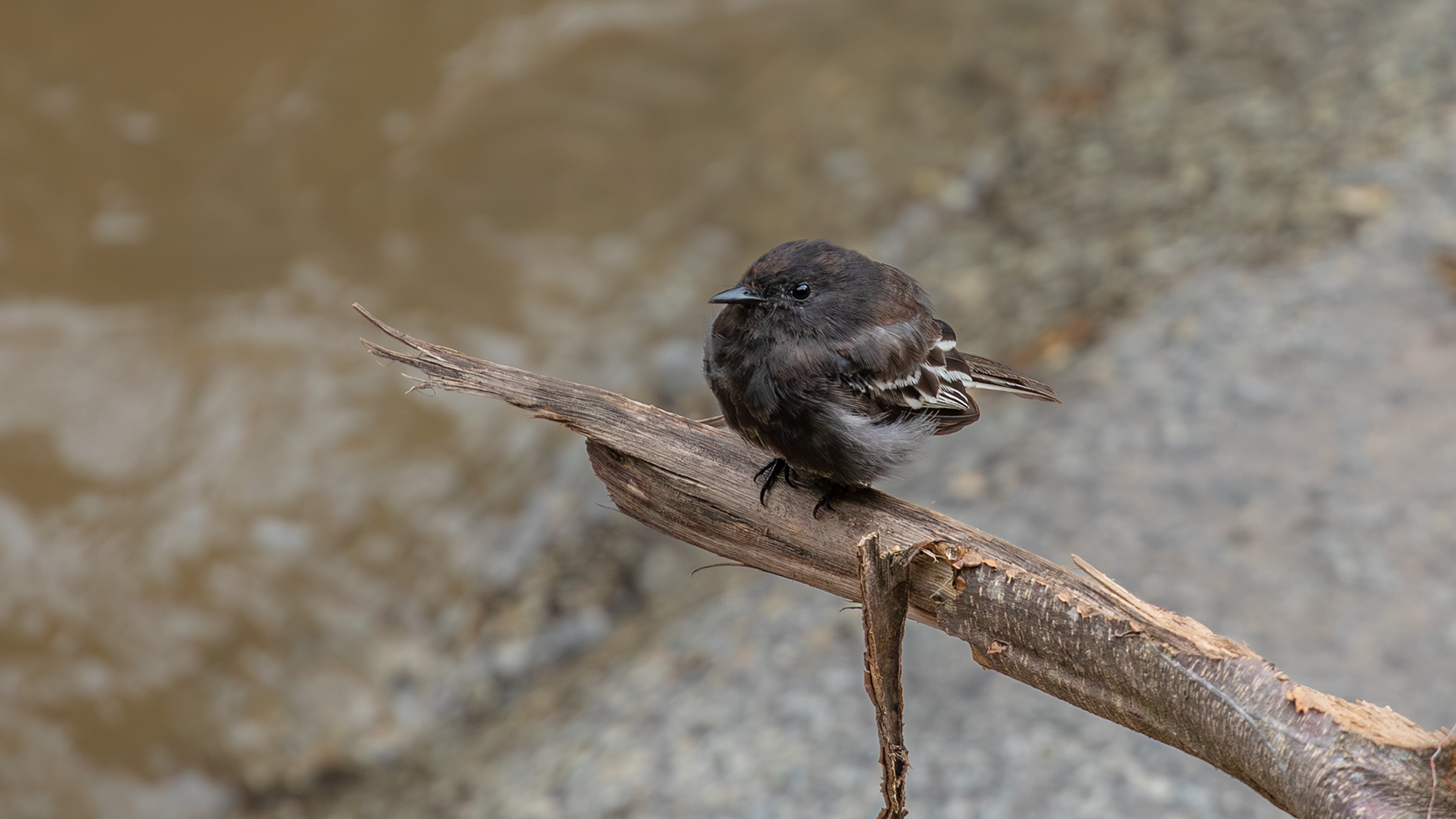 Black Phoebe