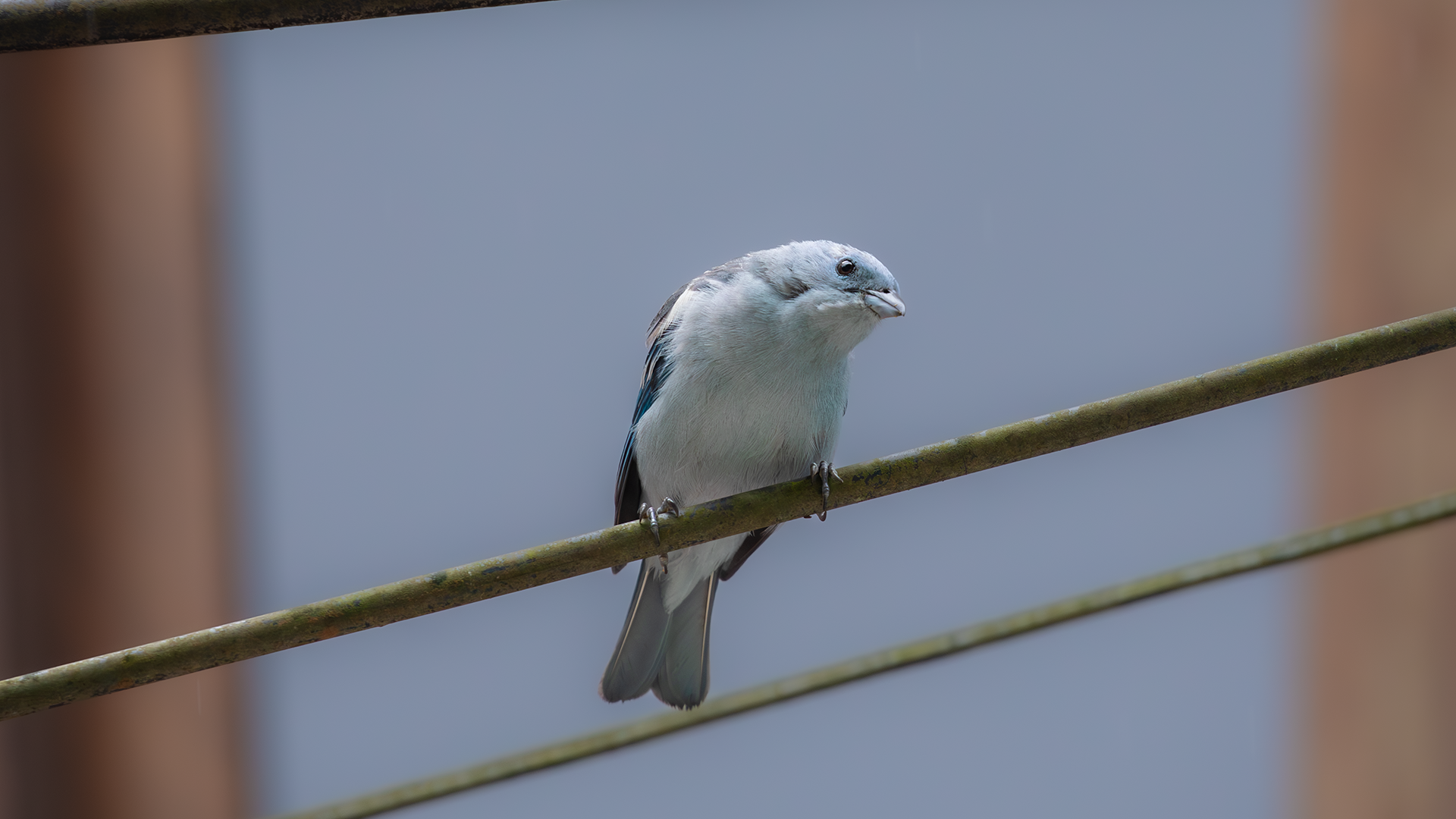 Blue-gray Tanager