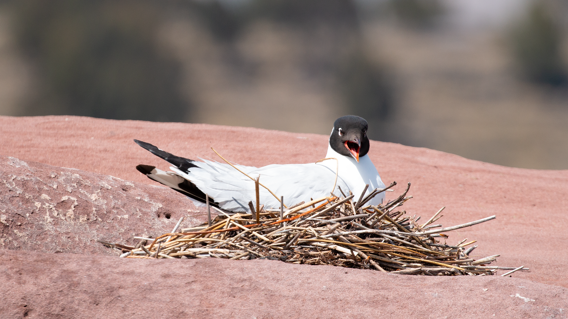 Andean Gull