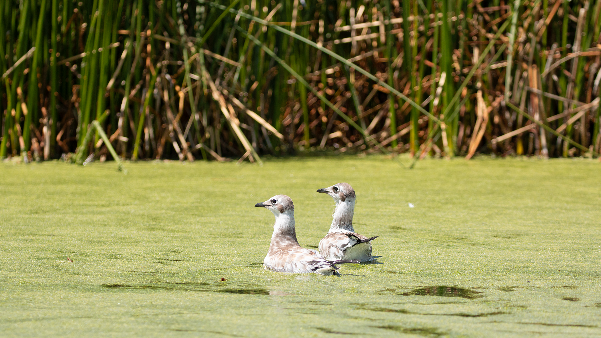 Andean Gull