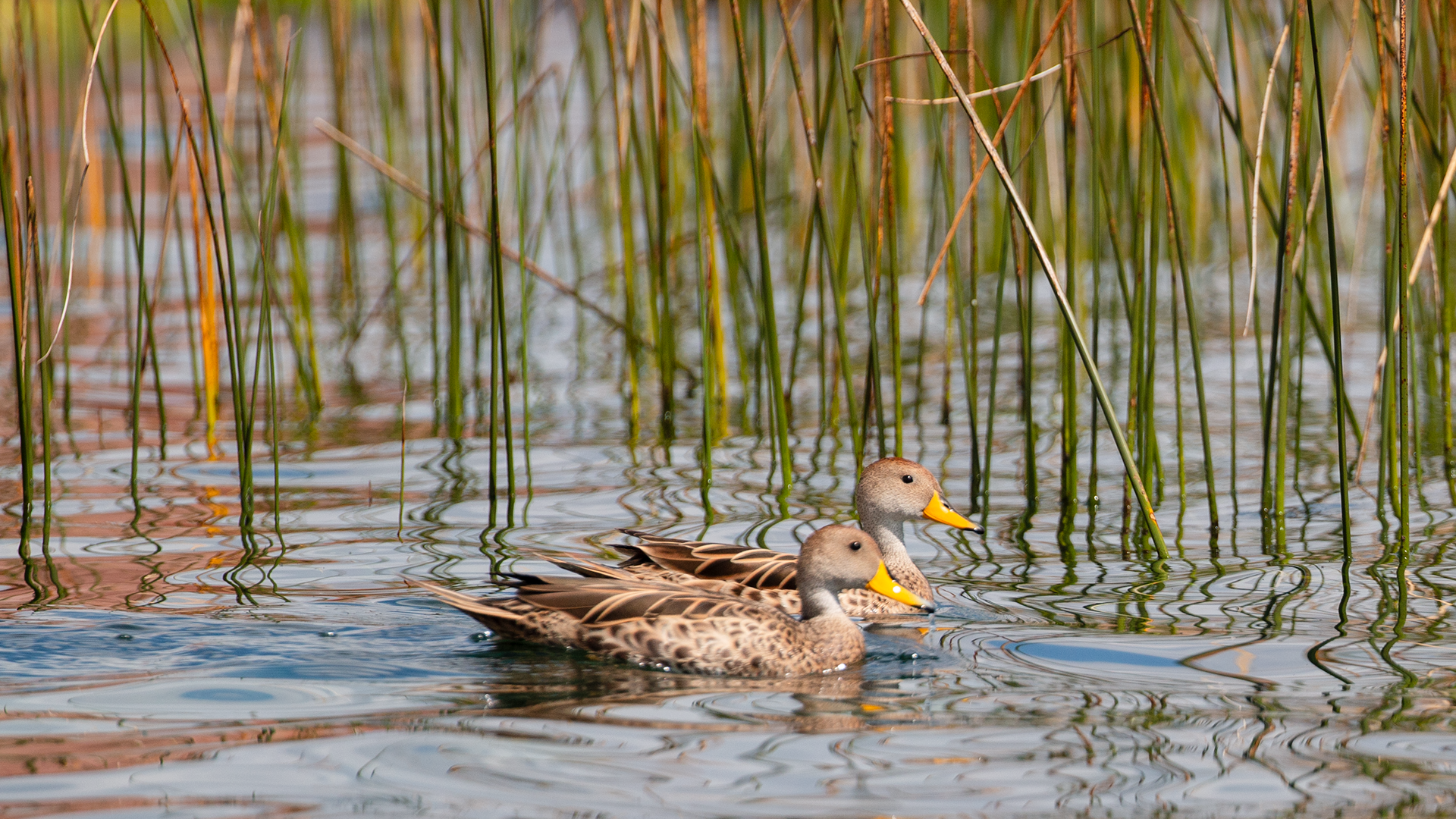Yellow-billed Pintail