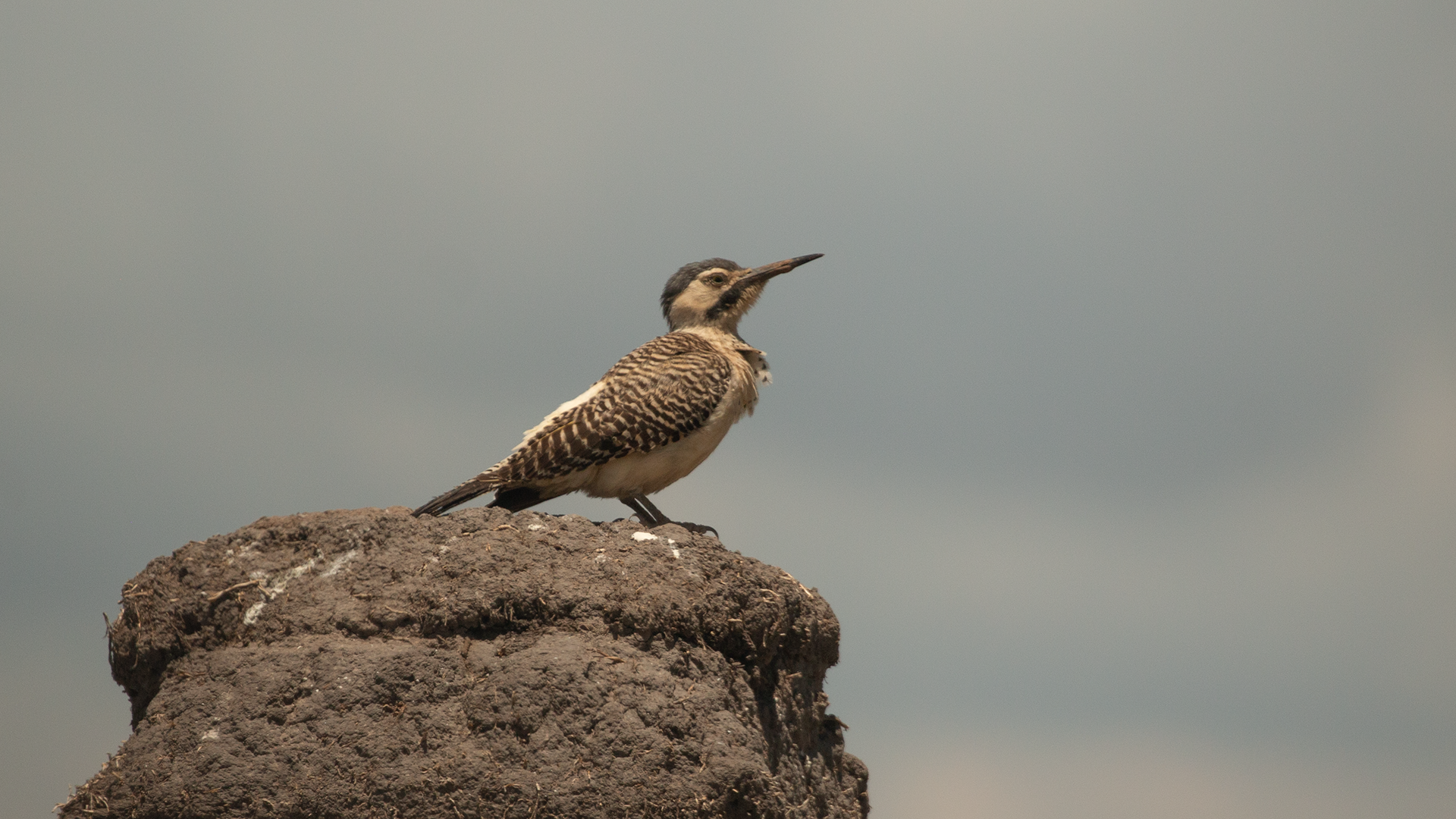 Andean Flicker