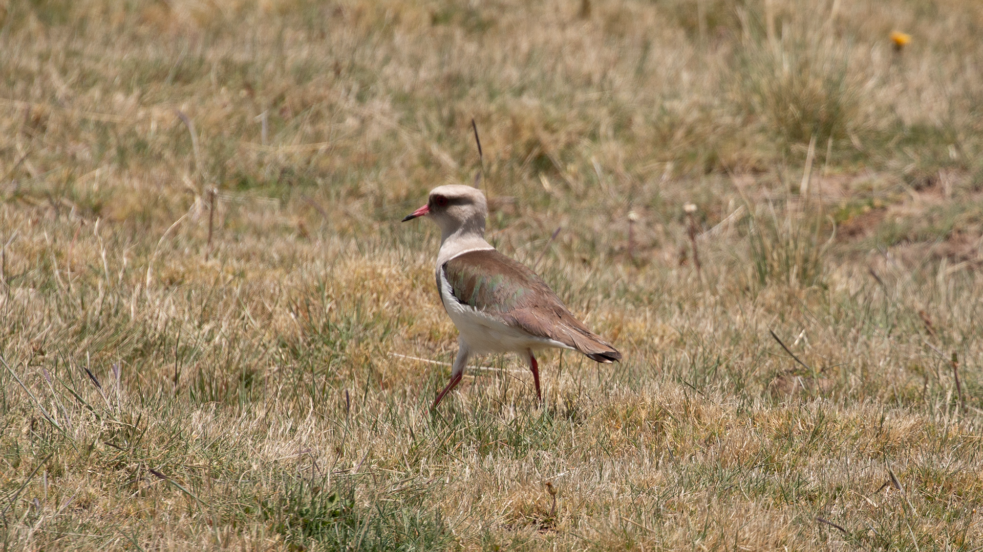 Andean Lapwing
