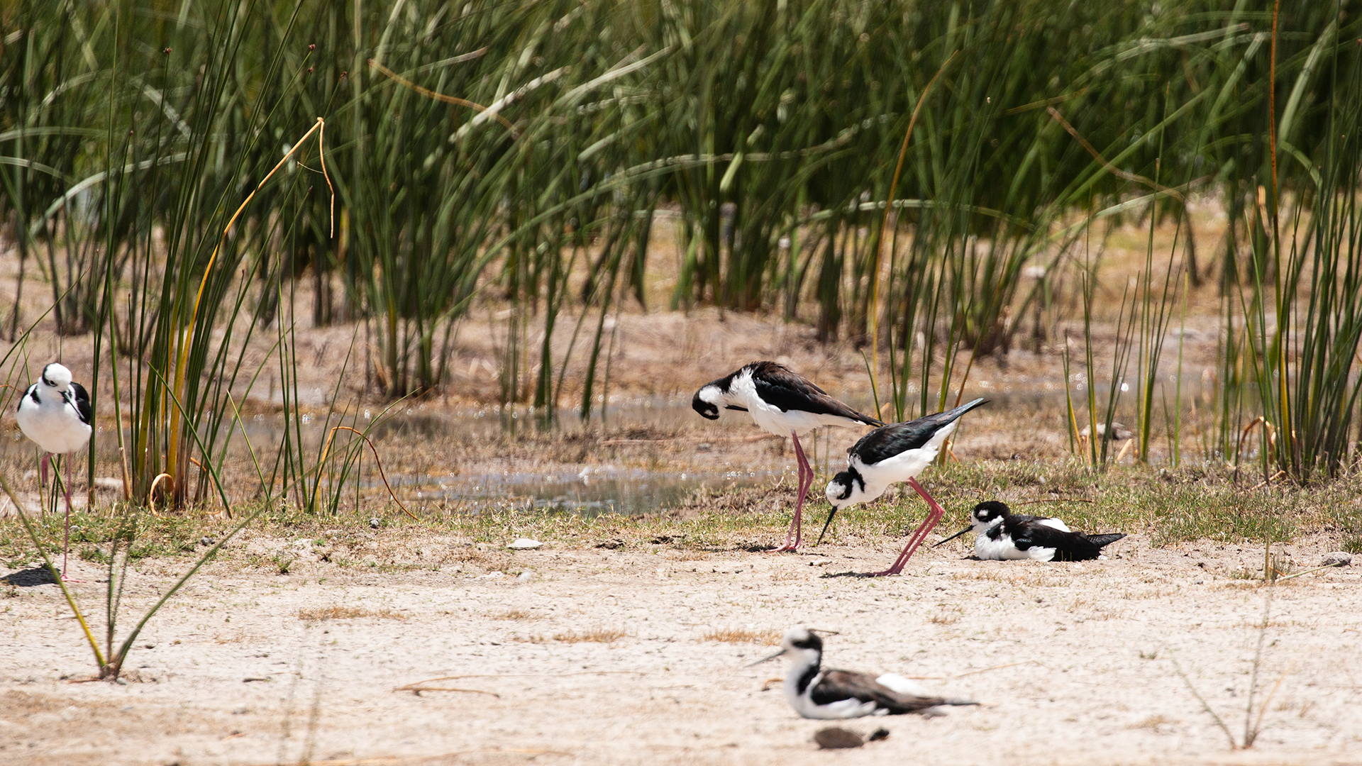 Black-necked Stilt