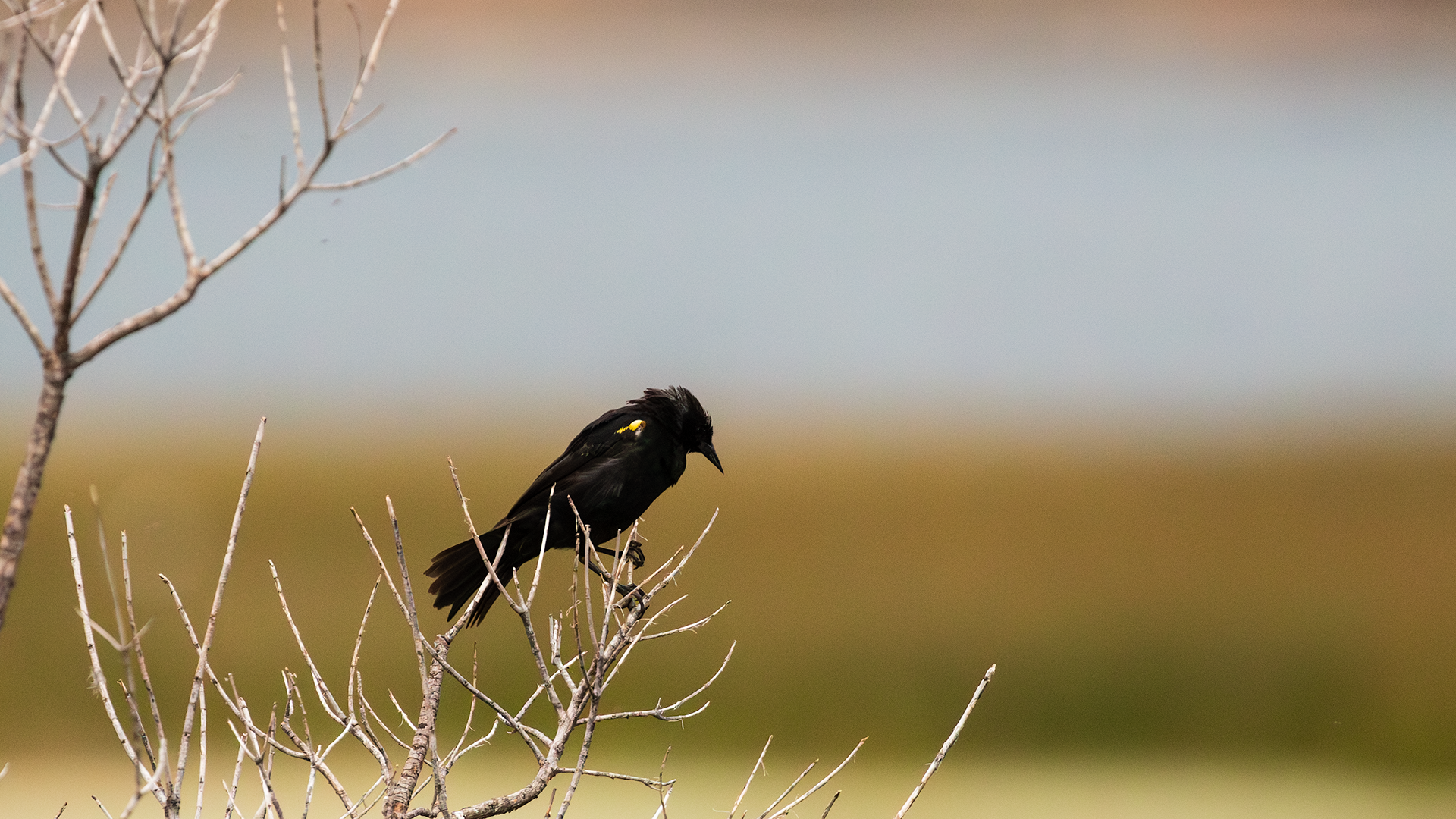 Yellow-winged Blackbird