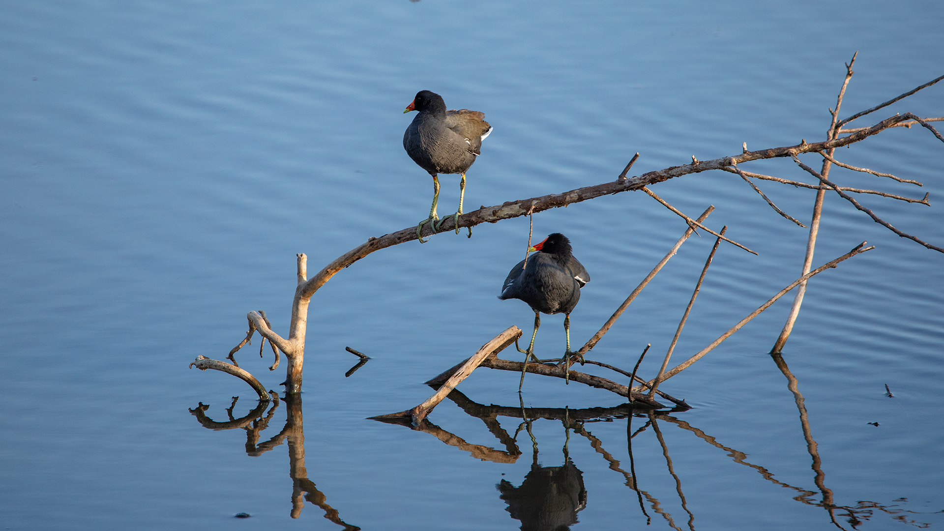 Common Gallinule