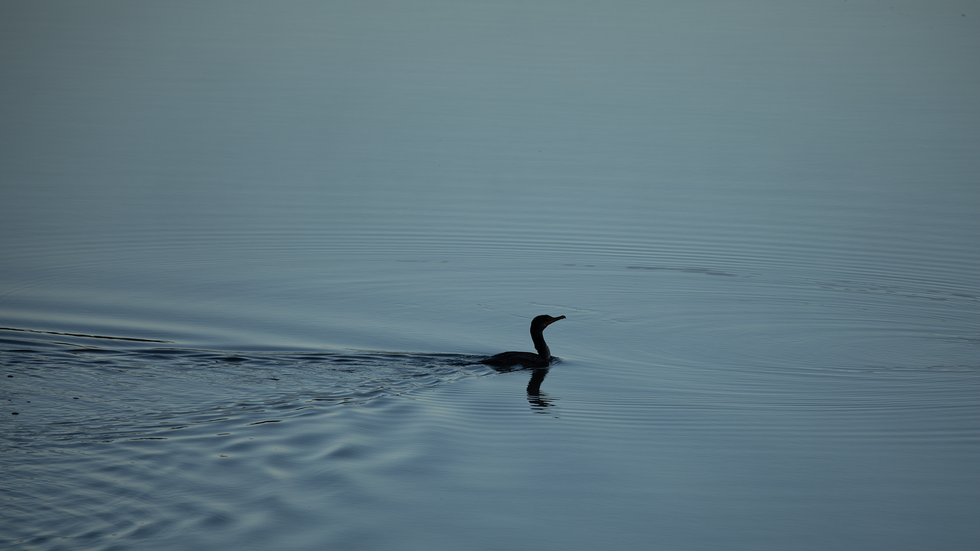 Double-crested Cormorant