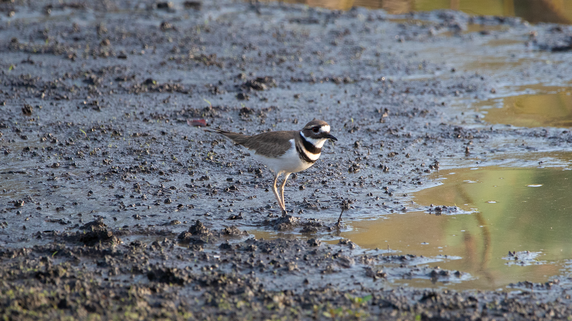 Killdeer
