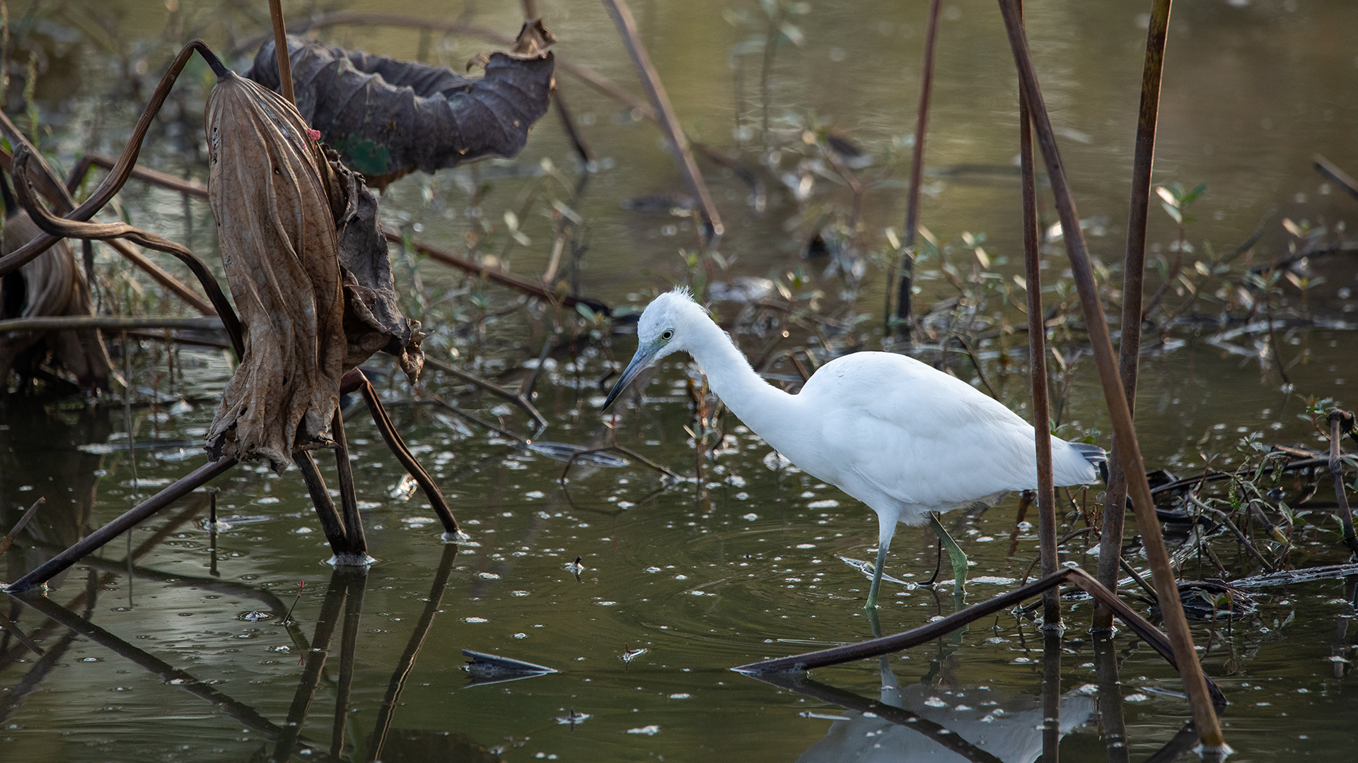 Little Blue Heron