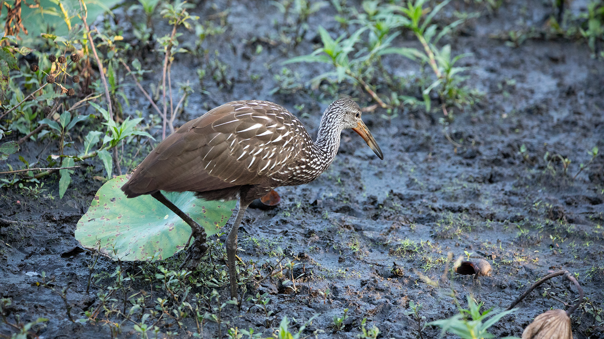 Limpkin