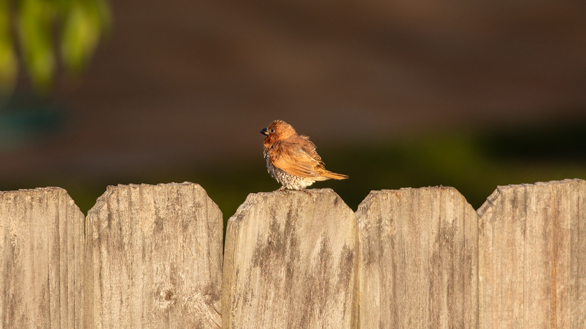 Scaly-breasted Munia