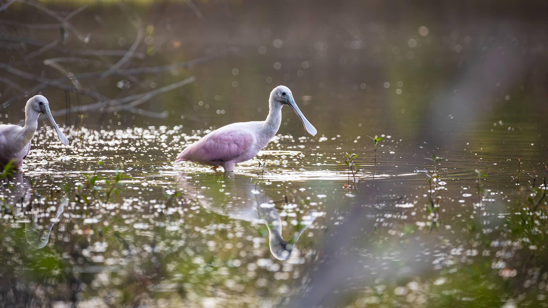 Roseate Spoonbill