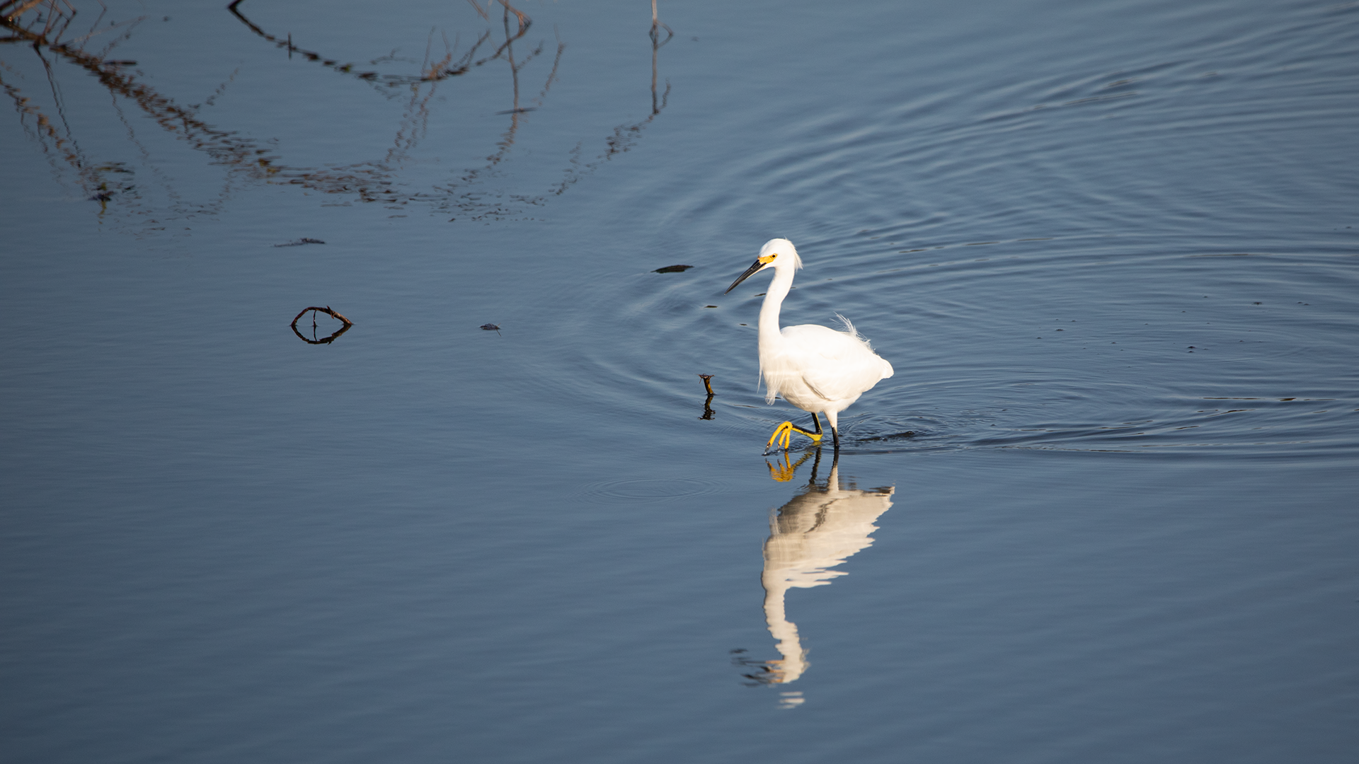 Snowy Egret