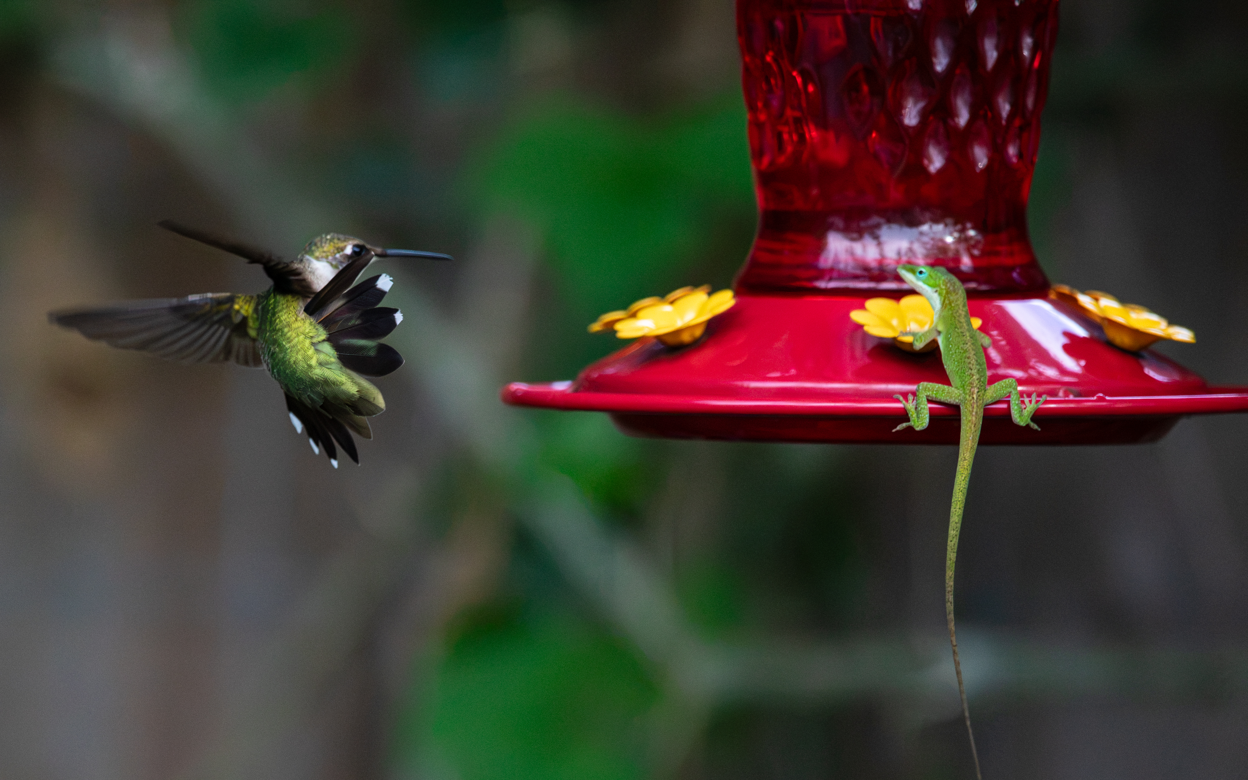 Ruby-throated Hummingbird