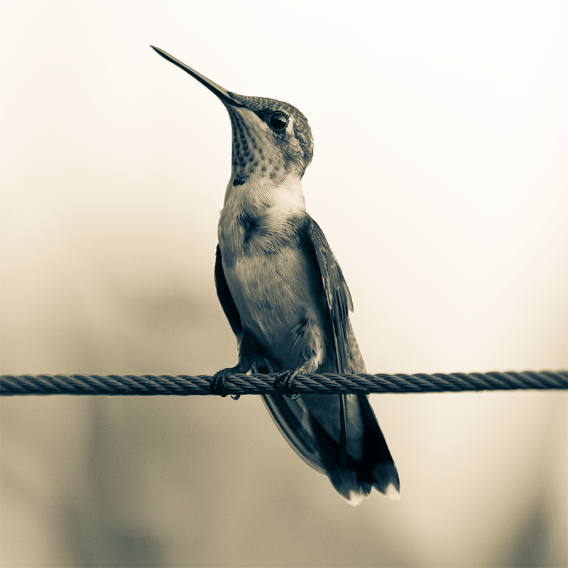 hummer